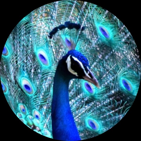 preppypeacock